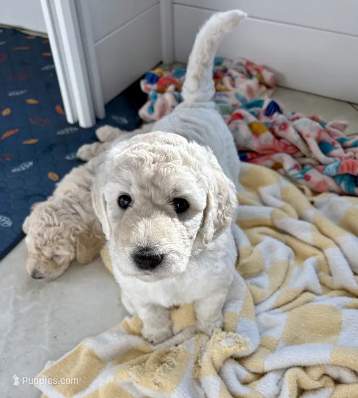 Sage – Goldendoodle puppy for sale in Daphne, AL
