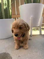 Rascal, a male Golden Retriever for sale in Rialto, CA – Photo 2 of 4