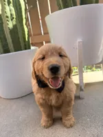 Rascal, a male Golden Retriever for sale in Rialto, CA – Photo 1 of 4