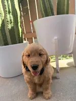 Rascal, a male Golden Retriever for sale in Rialto, CA – Photo 4 of 4