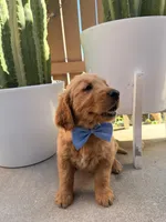 Bluey, a male Golden Retriever for sale in Rialto, CA – Photo 4 of 5