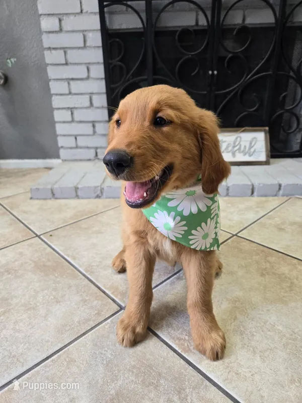 Bluey – Golden Retriever puppy for sale in Rialto, CA