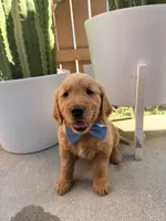 Bluey, a male Golden Retriever for sale in Rialto, CA – Photo 3 of 5