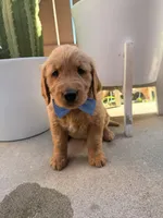 Bluey, a male Golden Retriever for sale in Rialto, CA – Photo 5 of 5