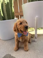 Bluey, a male Golden Retriever for sale in Rialto, CA – Photo 2 of 5