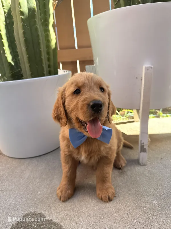 Bluey – Golden Retriever puppy for sale in Rialto, CA