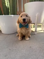 Marley, a male Golden Retriever for sale in Rialto, CA – Photo 6 of 6