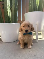 Marley, a male Golden Retriever for sale in Rialto, CA – Photo 3 of 6