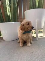 Marley, a male Golden Retriever for sale in Rialto, CA – Photo 4 of 6