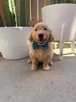 Marley, a male Golden Retriever for sale in Rialto, CA – Photo 5 of 6