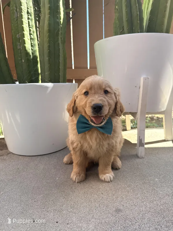 Marley – Golden Retriever puppy for sale in Rialto, CA