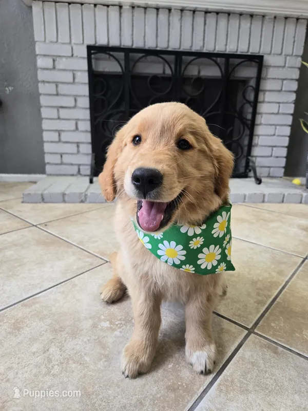 Marley – Golden Retriever puppy for sale in Rialto, CA