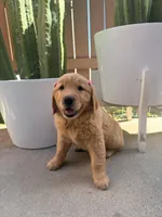 Koba rose, a female Golden Retriever for sale in Rialto, CA – Photo 5 of 5