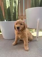 Koba rose, a female Golden Retriever for sale in Rialto, CA – Photo 2 of 5