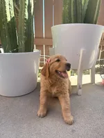Koba rose, a female Golden Retriever for sale in Rialto, CA – Photo 3 of 5