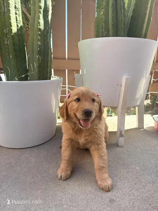 Koba rose – Golden Retriever puppy for sale in Rialto, CA