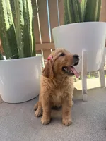 Koba rose, a female Golden Retriever for sale in Rialto, CA – Photo 4 of 5