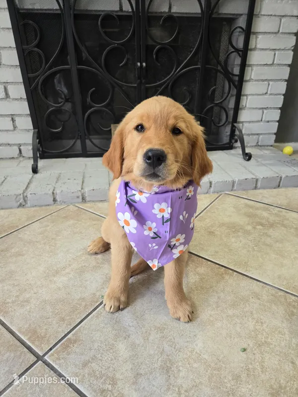 Koba rose – Golden Retriever puppy for sale in Rialto, CA