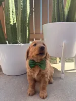 Astro, a male Golden Retriever for sale in Rialto, CA – Photo 3 of 3