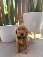 Astro, a male Golden Retriever for sale in Rialto, CA – Photo 2 of 3
