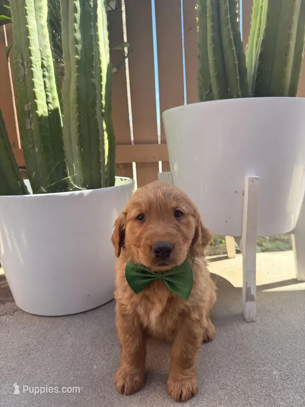 Astro – Golden Retriever puppy for sale in Rialto, CA