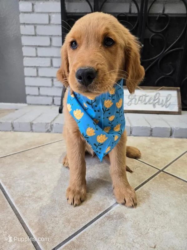 Astro – Golden Retriever puppy for sale in Rialto, CA
