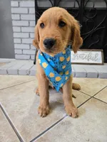 Astro, a male Golden Retriever for sale in Rialto, CA – Photo 1 of 4