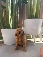 Nova, a female Golden Retriever for sale in Rialto, CA – Photo 1 of 3