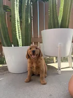 Nova, a female Golden Retriever for sale in Rialto, CA – Photo 2 of 3