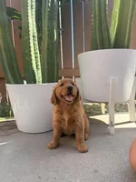 Nova, a female Golden Retriever for sale in Rialto, CA – Photo 3 of 3