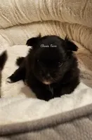 AKC  Mindy *Sold, a female Pomeranian for sale in Manchester, NH – Photo 4 of 10