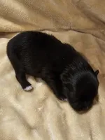 AKC  Mindy *Sold, a female Pomeranian for sale in Manchester, NH – Photo 10 of 10