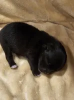 AKC  Mindy *Sold, a female Pomeranian for sale in Manchester, NH – Photo 5 of 10