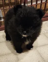 AKC  Mindy *Sold, a female Pomeranian for sale in Manchester, NH – Photo 2 of 10