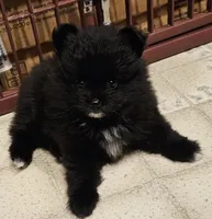 AKC  Mindy *Sold, a female Pomeranian for sale in Manchester, NH – Photo 3 of 10