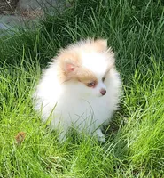 Akc Chandler * Sold, a male Pomeranian for sale in Manchester, NH – Photo 5 of 10