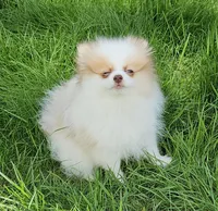Akc Chandler * Sold, a male Pomeranian for sale in Manchester, NH – Photo 7 of 10