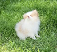 Akc Chandler * Sold, a male Pomeranian for sale in Manchester, NH – Photo 1 of 10