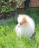 Akc Chandler * Sold, a male Pomeranian for sale in Manchester, NH – Photo 9 of 10