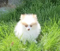 Akc Chandler * Sold, a male Pomeranian for sale in Manchester, NH – Photo 3 of 10