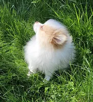 Akc Chandler * Sold, a male Pomeranian for sale in Manchester, NH – Photo 8 of 10