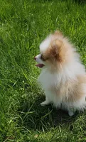 Akc Chandler * Sold, a male Pomeranian for sale in Manchester, NH – Photo 10 of 10