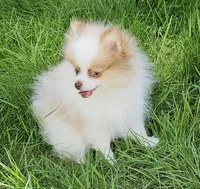 Akc Chandler * Sold, a male Pomeranian for sale in Manchester, NH – Photo 4 of 10