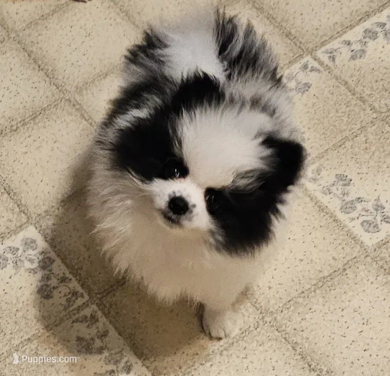 William Akc  – Pomeranian puppy for sale in Manchester, NH