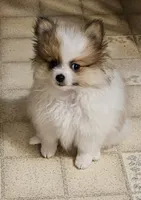 ON HOLD Diana Akc, a female Pomeranian for sale in Manchester, NH – 9 of 9