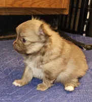 Piper AKC on HOLD, a female Pomeranian for sale in Manchester, NH – Photo 5 of 10