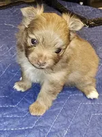Piper AKC on HOLD, a female Pomeranian for sale in Manchester, NH – Photo 7 of 10