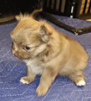 Piper AKC on HOLD, a female Pomeranian for sale in Manchester, NH – Photo 8 of 10