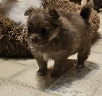 Piper AKC on HOLD, a female Pomeranian for sale in Manchester, NH – Photo 6 of 10