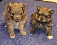 Piper AKC on HOLD, a female Pomeranian for sale in Manchester, NH – Photo 9 of 10